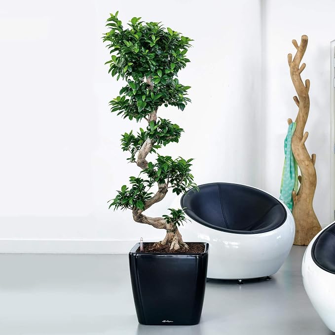 Lechuza Quadro LS 43 Black High Gloss, Self-Watering Square Planter, H15.4 L16.9 W16.9 in