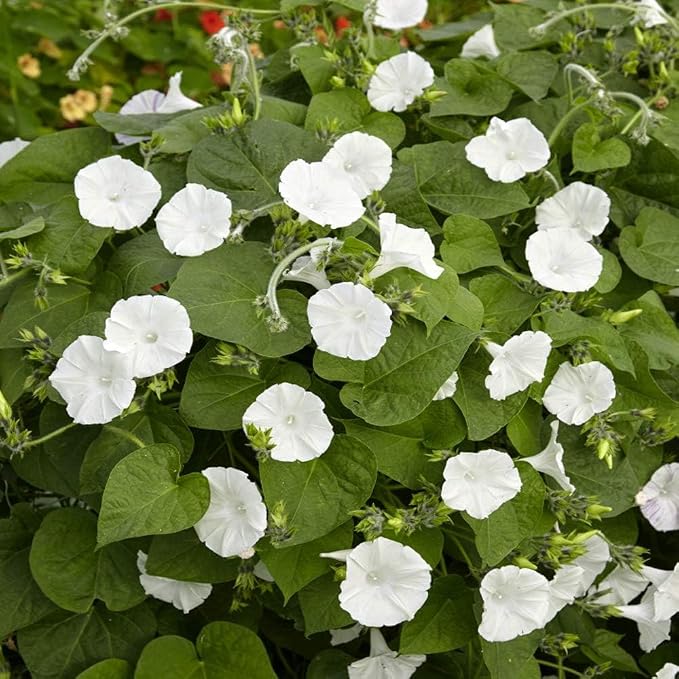 Outsidepride Ipomoea Alba Moonflower Seeds – 100 Pcs Annual, Vining Flower Seeds for Planting, Fragrant Night-Blooming Climbers for Trellises, Moon Gardens, Night Pollinators & Outdoor Landscapes