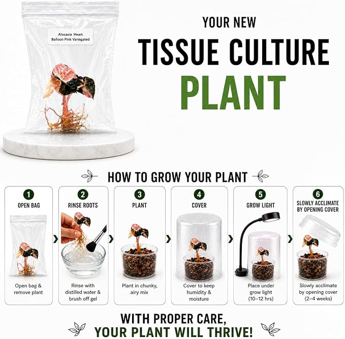 Monstera Thai Constellation Tissue Culture Starter Plant, Variegated Tropical Live Plants, Variegated Plants Live houseplants, Tropical Indoor Plants