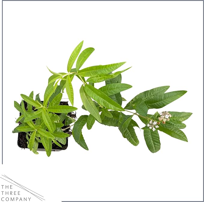 Live Herb - Lemon Verbena (4 Per Pack), Aromatic and Health Enhancer, Naturally Improves Sleep Quality, 6" Tall by 4" Wide in 1 Pint Pot