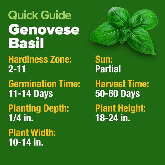 HOME GROWN Non GMO Genovese Basil Seeds Pack 1,750+ High Germination Heirloom Seeds (Ocimum basilicum) Herb Seeds for Planting Indoor & Outdoor Gardening, for Culinary Use