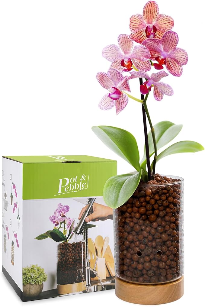 Pot & Pebble C1 Large Glass Orchid Pot, Wood Base - LECA Semi-Hydro Planter