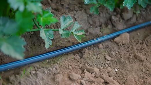Drip Tape for Garden Irrigation-5/8, 8 mil Thick, 4 inch spacing of emitters, 1.34 GPM/100' (300 Feet)