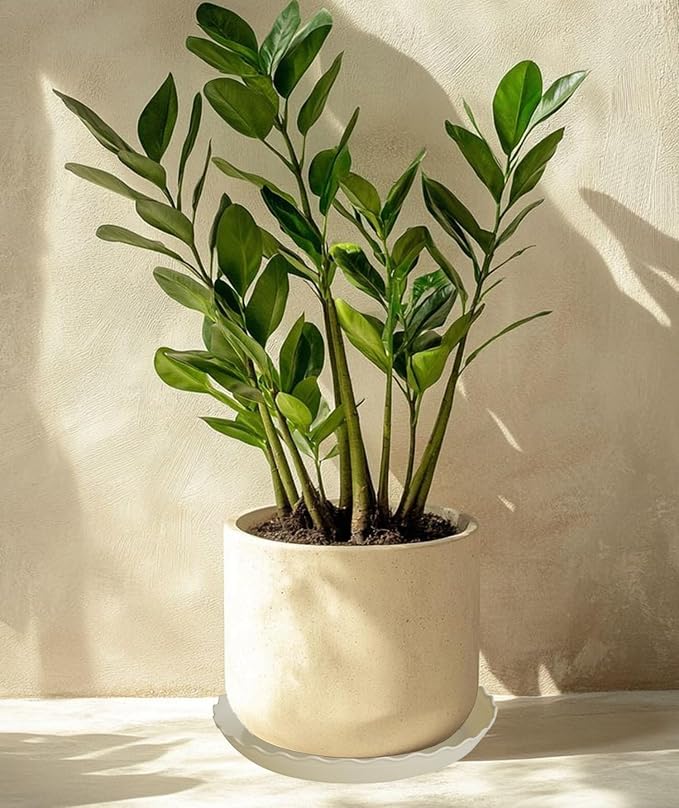 2 Pack Plant Saucer 22 inch, Heavy Duty Plastic Plant Saucers, Durable Plant Tray for Pots, Flower Saucers for Indoors, Plant Pot Saucers, Trays for Planter (Beige)