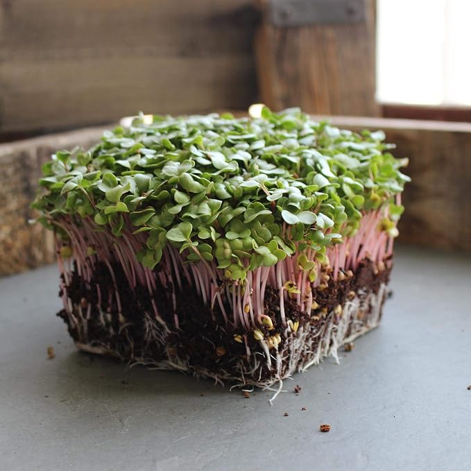 Mountain Valley Seed Co Radish Sprouting Seed - Red Arrow Variety - 5 Lb | Bulk Seed - Heirloom Radish Sprouts - Non-GMO Sprouting and Micro Radishes