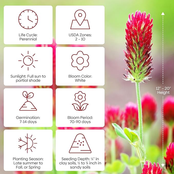 Groundio Annual Crimson Clover Seeds, 2 lbs, Trifolium Incarnatum Seeds for Lawn, Attracts Pollinators, Nitrocoated and Inoculated Seeds for Garden(Trifolium Repens)