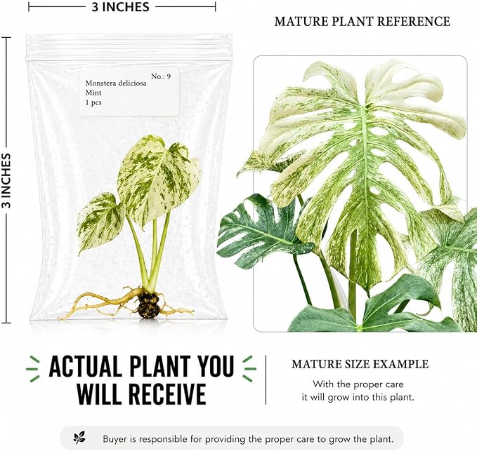 Rare Monstera Mint Tissue Culture, Live Starter Plant, Variegated Plants Live Houseplants, Exotic Live Plants for Indoor Decor, Perfect for Collectors and Beginner Houseplant Lovers