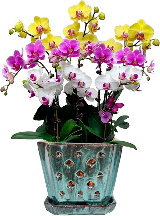 W&W Orchid Pot with Holes and Saucer for Repotting, Green Mix, 7"