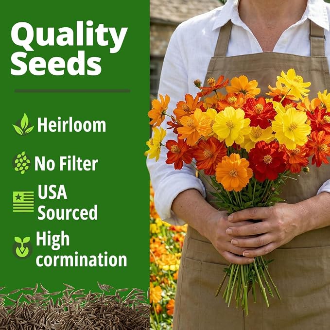 HOME GROWN Cosmos Bright Lights Mix Seeds – 5000 Sulphureus for Planting Spring 2026, Refined Wildflower Herb Seed Mix, Easy Grow Outdoor Flower for Gardens
