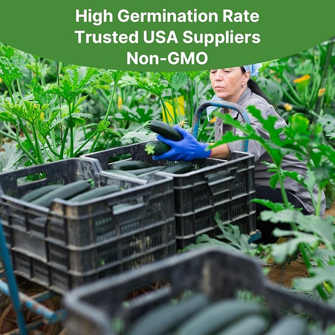 Groundio Black Beauty Zucchini Seeds 50+ Non-GMO Heirloom, High Germination Summer Squash Seeds for Planting, Dark Green Tender Fruits, High Yield Vegetable Garden Crop (Cucurbita Pepo)