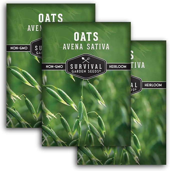 Oat Seeds for Planting – Heirloom Avena Sativa Milky Oats Medicinal Herb & Oatstraw for Tea, Tinctures, and Cover Crops – Heirloom Non-GMO Seeds – Survival Garden Seeds (3 Packs)