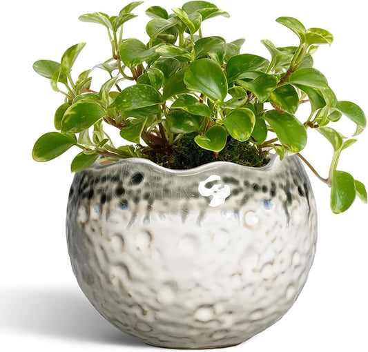 Ceramic Plant Pots 4 Inch - Small Ceramic Planter with Drainage Hole and Plug, Modern Unique Pots for Plants Indoor Outdoor, Decorative Round Planter, Home Decor, Garde Gifts, Beige-Grey