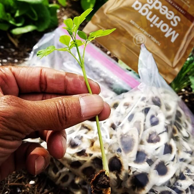 Moringa Seed | 700 Count Appx. | BEST MONEY VALUE | Moringa Seeds | Moringa Oliefera Seed | Edible Moringa Seed | Non GMO Organic Moringa Seeds | Premium Quality - TundeLaniran Foods (Big Pack)