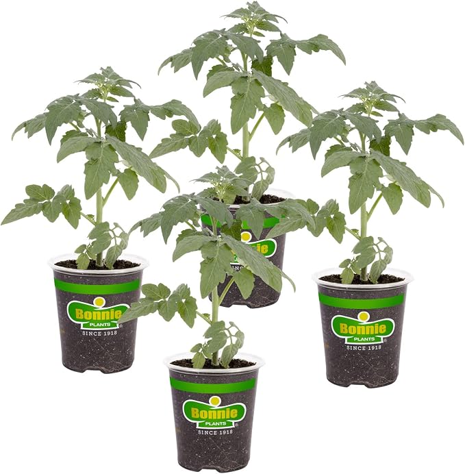 Bonnie Plants Park's Whopper Improved Tomato, 19.3 oz., 4-Pack, Live Plants