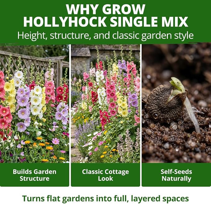 HOME GROWN Hollyhock Single Mix Planting Seeds 2026 – 29g/1oz (3000 Seeds) | Open-Pollinated Flower Seed | Heirloom Non-GMO | Deer Resistant | Self-Seeding | Zones 3–9