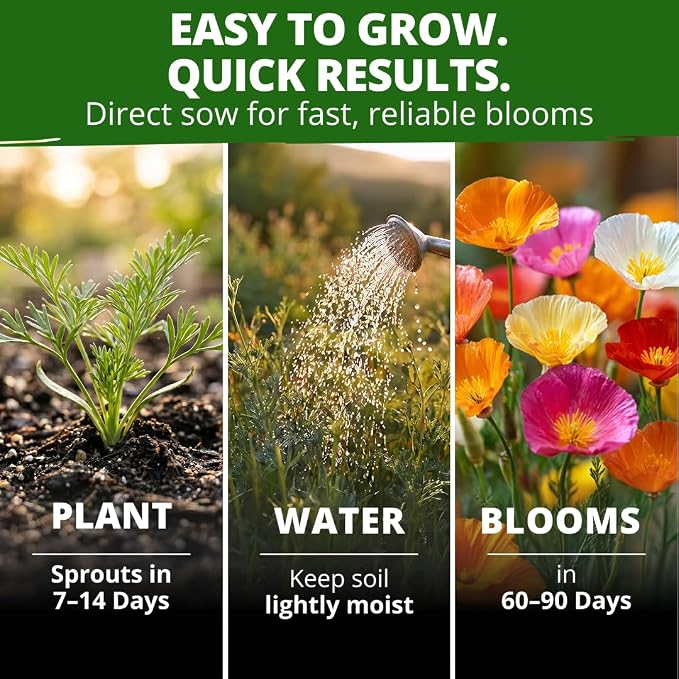 HOME GROWN California Poppy Formula Mix Flower Seeds for Spring 2026 Planting, Eschscholzia californica, 3000 Seeds 3.9g, Heirloom Non-GMO California Wildflower Seeds Bulk, Poppy Flower Seed