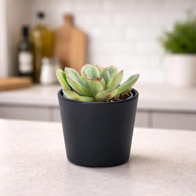 Phoenix Vine 3.5 Inch Black Plastic Cachepot with Clear Nursery Pot, Decorative Lightweight Planter Cover with Transparent Inner Pot for Indoor Houseplants, Pack of 4, 24-A-E-4