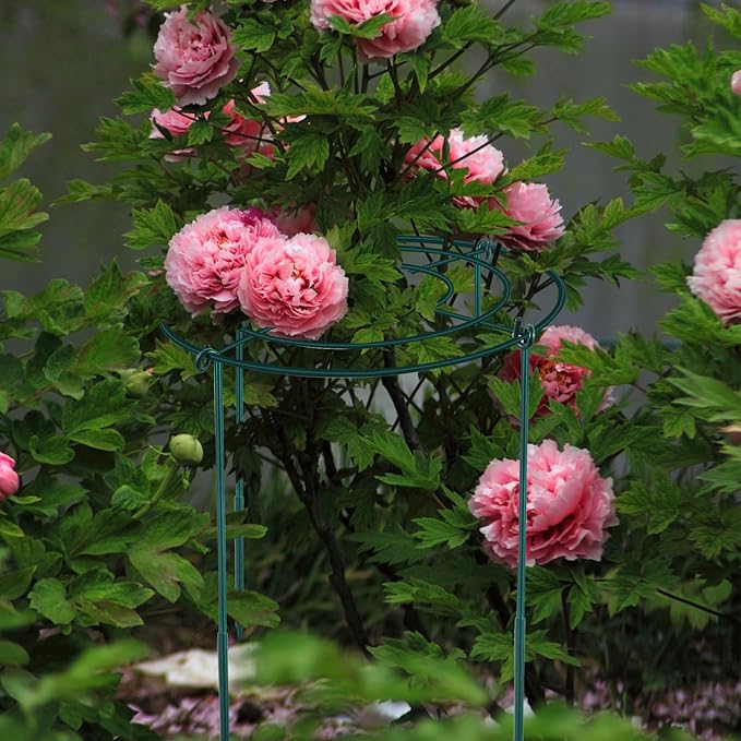2Set Metal Peony Grid Cages, 30"H X 13"D Large Flower Support Cages Grow Through Hoop Ring Peony Stakes Garden Plant Support Rings Heavy Duty Plant Braces Peonies Structure for Outdoor Plants Blossoms
