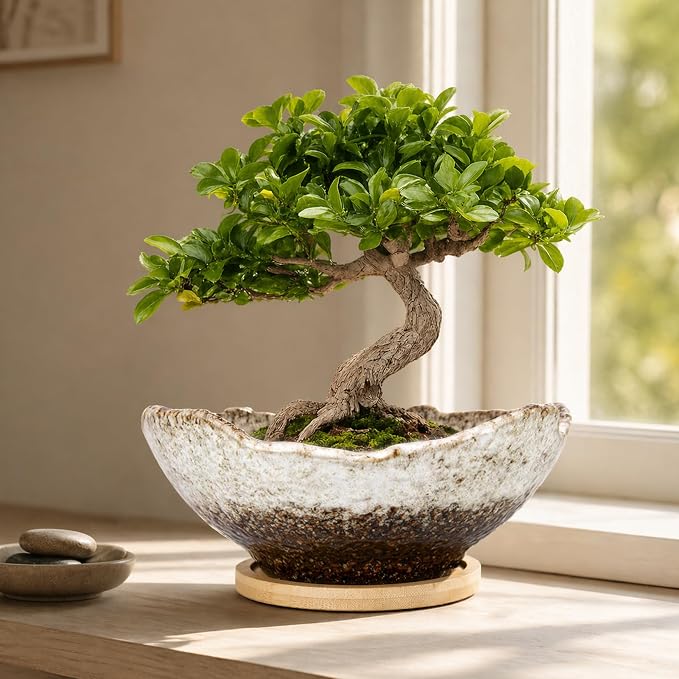 ARTKETTY Bonsai Pots - 9.06 Inch Large Plant Pots, Unique Succulent Pots with Drainage Tray, Ceramic Planters for Indoor Cactus Flower Plants Round Bonsai Tree Pots Decorative Home Office