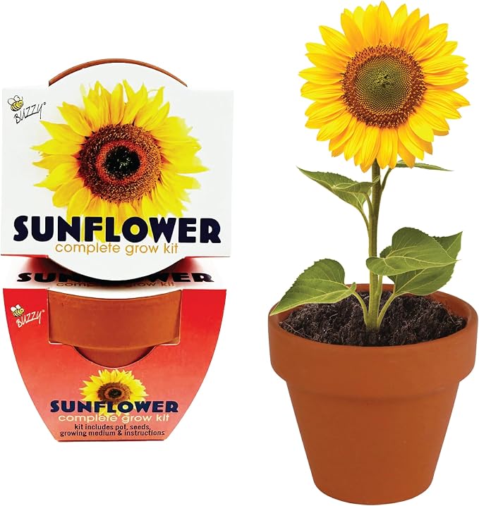 BUZZY Seeds Sunflower Grow Kit 12-Pack - Mini Terracotta Pot Grow Set - Complete Indoor/Outdoor Gardening Kit with Seeds, Coconut Husk Growing Medium & Genuine Pots - 100% Grow Guarantee