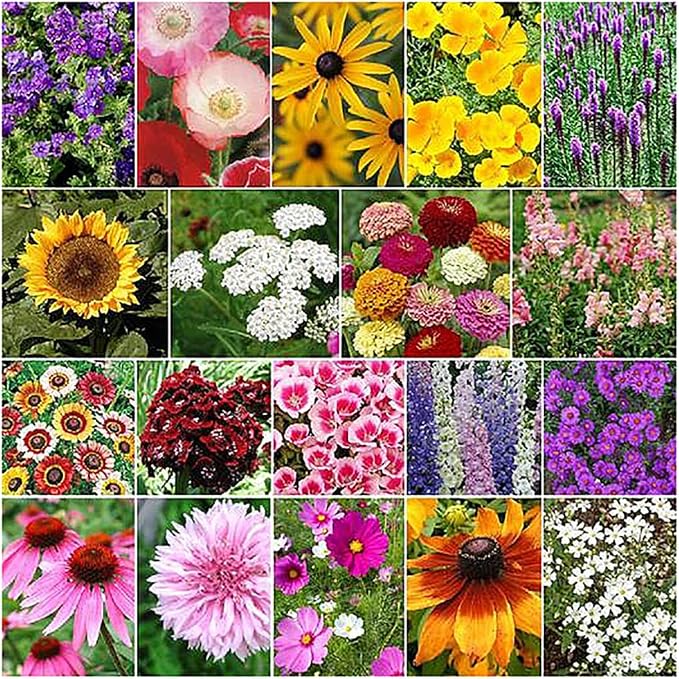 Fall Blooming Mix of Wildflowers