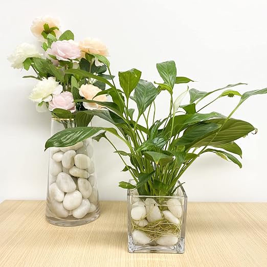 FANTIAN 10 lbs White Pebbles for Indoor Plants, 0.8-1.2 Inch Small White River Rocks Stones for Planters, Vases, Fish Tank, Garden, Landscaping, Top Dressing and Bottem Drainage