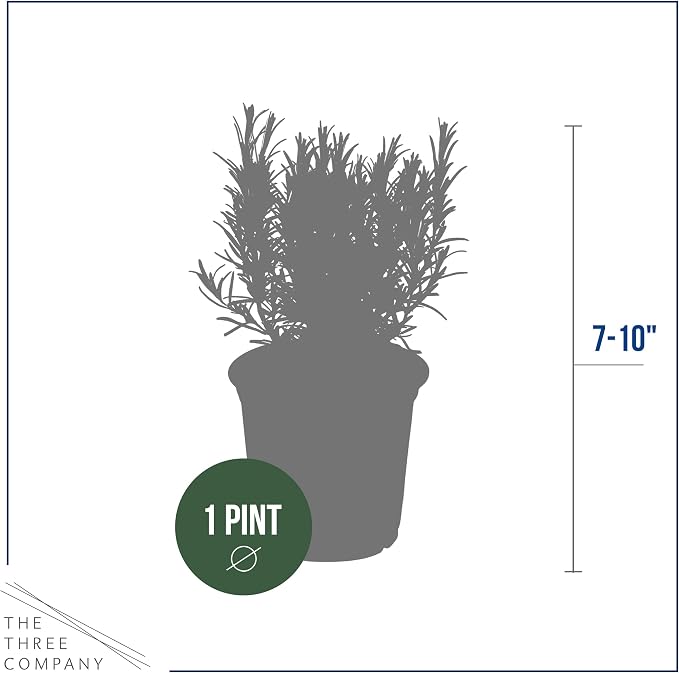 Live Herb - Rosemary (4 Per Pack), Aromatic and Health Enhancer, Naturally Improves Breathing and Air Quality, 8" Tall by 3" Wide