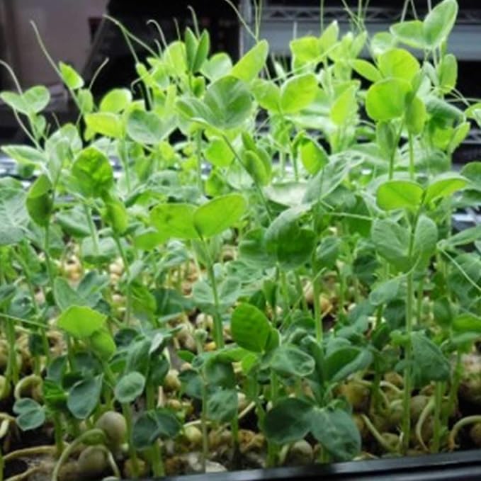 Handy Pantry Green Pea Sprouting Seed - 5 Lb Brand - Green Pea for Sprouts | Garden Planting, Cooking, Soup, Emergency Food Storage, Vegetable Gardening