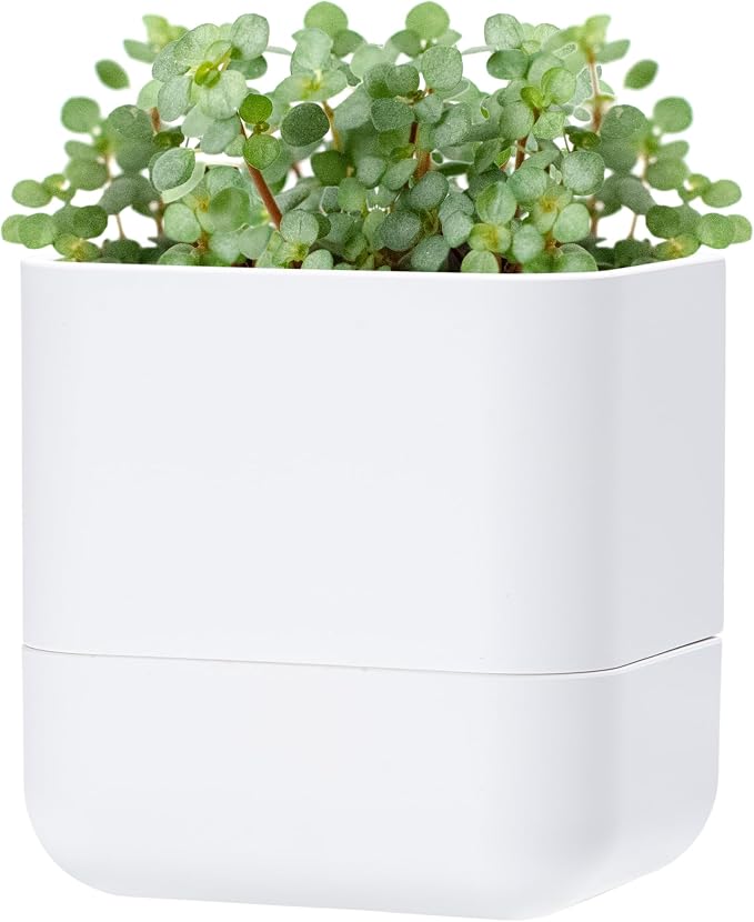 Phoenix Vine 6.5 Inch Wall Mounted Self-Watering Planter Pot for Indoor Houseplants and Herbs | Hanging Planter for Window Sills, Bathroom Walls, Home & Office Décor, White, Set of 1, 01-C-D-1
