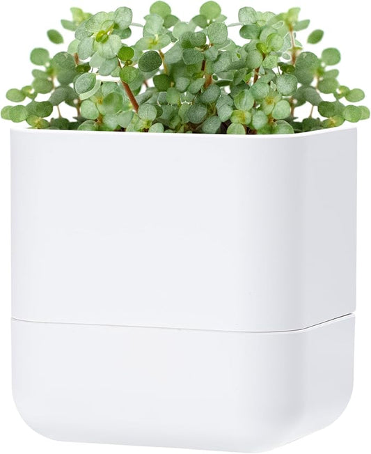 Phoenix Vine 6.5 Inch Wall Mounted Self-Watering Planter Pot for Indoor Houseplants and Herbs | Hanging Planter for Window Sills, Bathroom Walls, Home & Office Décor, White, Set of 1, 01-C-D-1