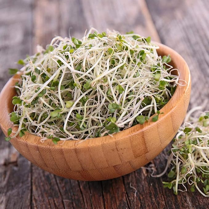 Handy Pantry Broccoli Sprouts Seed Organic - 1 Lb - Non-GMO Broccoli Seeds | Sprouting & Microgreens Sprouting Seeds, Contain Sulforaphane