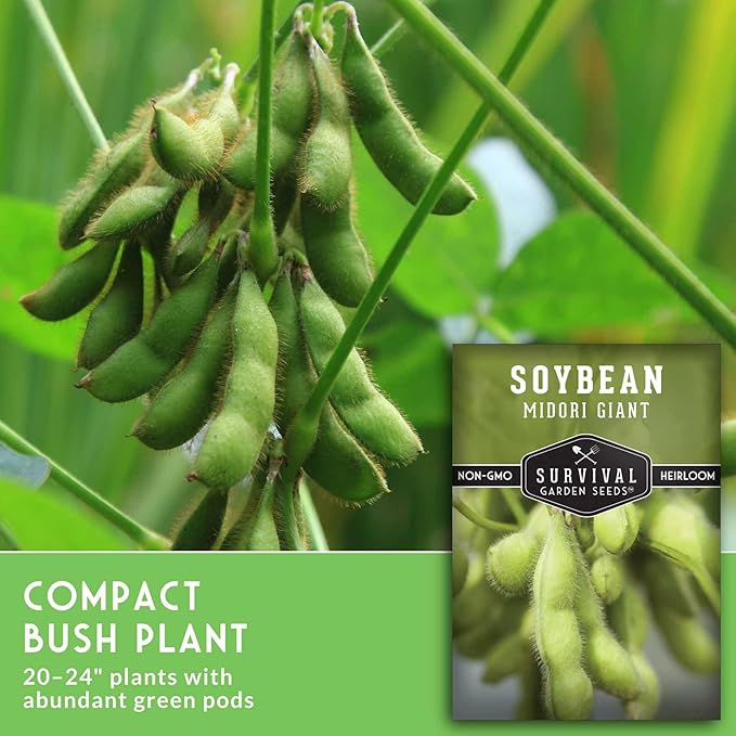 Midori Giant Edamame Seeds for Planting - Large Heirloom Soybean Variety with Tender Green Pods - Non-GMO Protein-Rich Vegetable - Survival Garden Seeds (1 Pack)