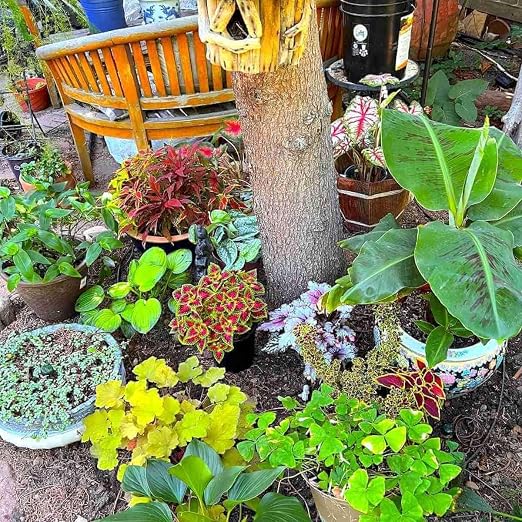 Backyard Irrigation Kit, Gravity Drip System for Container Gardening
