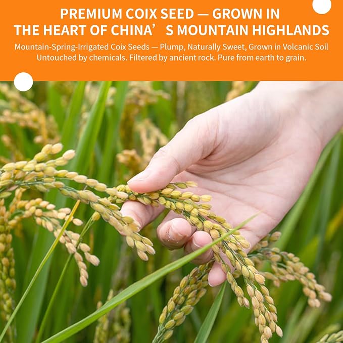 Jobs Tear Coix Seeds 14.11oz (400g) | Pearl Barley Coix Rice No Additives, No Sugar | Whole Grain for Porridge/Soup 薏米 薏苡仁