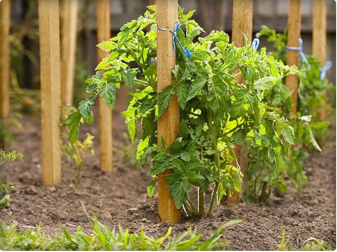 Greenes Fence 3 Ft. Wooden Garden and Sign Post Stakes (75-Pack)