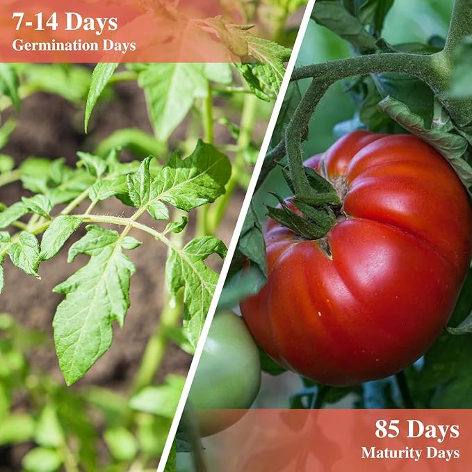 Groundio Beefsteak Tomato Seeds Non-GMO Heirloom Seeds, High Germination Indeterminate for Planting, Large Meaty Slicing Fruits, High Yield Summer Garden (Solanum lycopersicum)