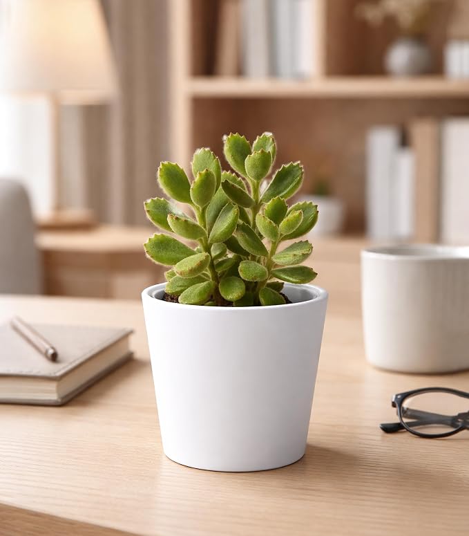 Phoenix Vine 4.5 Inch White Plastic Cachepot with Clear Nursery Pot, Decorative Lightweight Planter Cover with Transparent Inner Pot for Indoor Houseplants, Pack of 2, 24-B-D-2