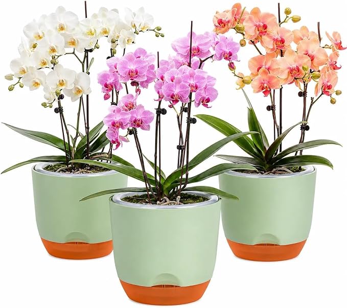 QCQHDU 5.7Inch Orchid Pots with Holes for Repotting, Double-Layer Plastic Self Watering Flower Pots for Indoor Plants with Drainage Holes, Clear Orchid Pot Match Decorative Orchid Container, 3 Packs
