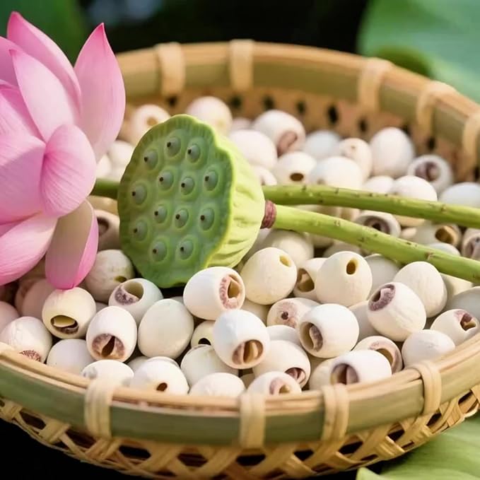 Dried Lotus Seeds, 7.0oz (200g) | Shelled & Peeled Lotus Nuts for Soup, Dessert & Herbal Tea | Rich in Protein, Vegan, Non-GMO, Resealable Bag