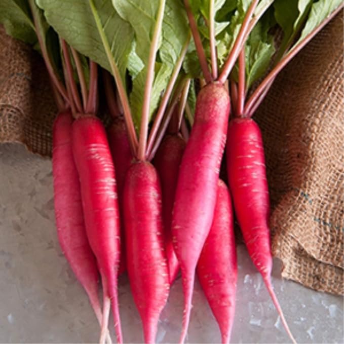 Mountain Valley Seed Co Radish Sprouting Seed - Red Arrow Variety - 5 Lb | Bulk Seed - Heirloom Radish Sprouts - Non-GMO Sprouting and Micro Radishes