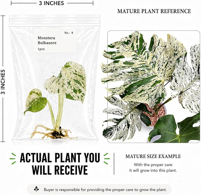 Rare Monstera Bolbasore Tissue Culture Starter Plant, Variegated Monstera Live Plants, Plants Live Houseplants, Plant Gift for Collectors and Beginners