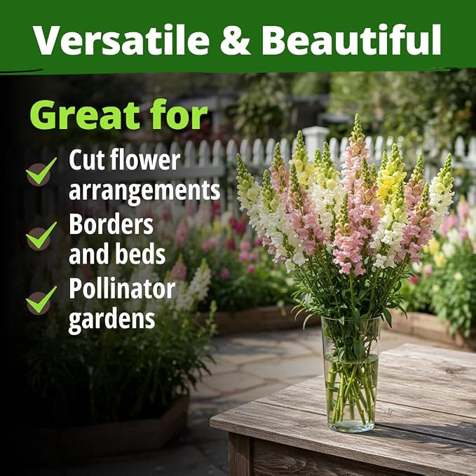 HOME GROWN Snapdragon Northern Lights Seeds, 10,000 Flower Seeds for Planting 2026 Spring, Pastel Garden Blooms of Snap Dragon, Pollinator Friendly Outdoor Cut Flowers (Antirrhinum majus)