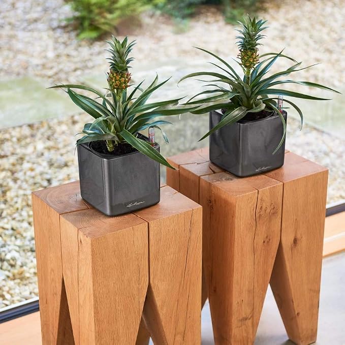 Lechuza Cube Glossy 16 Charcoal High Gloss, Self-Watering Indoor Small Plant Pot, H6.3 L6.7 W6.7 in