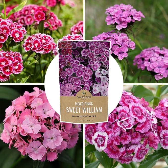 Sweet William Seeds – Mixed Pink Colors – Extra Large Packet – Over 120,000 Open Pollinated Non-GMO Flower Seeds – Dianthus barbatus