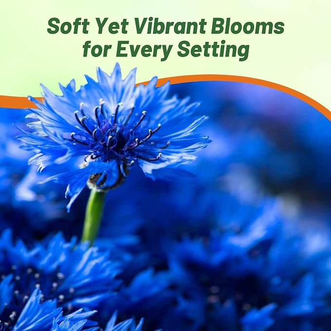 Outsidepride Blue Cornflower Seeds for Planting - 1/4 lb. Annual Bachelor's Button Flower Seeds for Cut Flower Gardens, Drought-Tolerant, Attracts Pollinators, Ideal for Borders & Bouquets