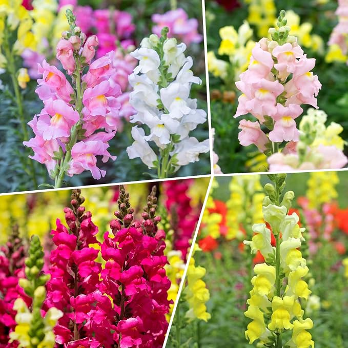 Groundio Mix Snapdragon Seeds Tetra, 1500+ Vibrant Perennial Snapdragons Mixed Colors, Annual Wildflower Seeds, Ideal for Garden, Containers (Antirrhinum Majus)