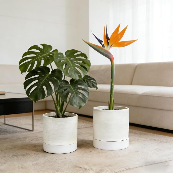 GreenShip Planter Set of 2 (9.8" & 7.8") – Cylinder Planters with Drainage Hole and Planter Saucer, Jun Porcelain Clay & Recycled Resin, Decorate Home,Office & Outdoor,White pots