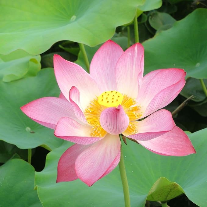 CarpetC 160+ Mixed Bowl Lotus Seeds for Planting, Nelumbo nucifera Aquatic Plant, Non-GMO Heirloom Water Lilys Flower Plant for Containers, Ponds and Water Gardens