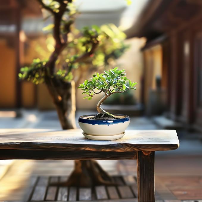 SQOWL Succulent Pots 6 Inch, Ceramic Bonsai Pots with Saucer, Blue-Beige | Round Shallow Planter for Indoor Plants, Ceramic Cactus Pot with Drainage Hole, Apartment Decor, Gifts for Women