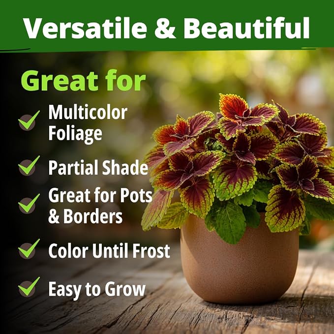 HOME GROWN Coleus Rainbow Seeds for Planting Spring 2026 – 1500 Count (0.04 oz) Plectranthus scutellarioides House Plant Seed, Annual/Perennial Multicolor Foliage Indoor & Shade Garden Flower Seeds
